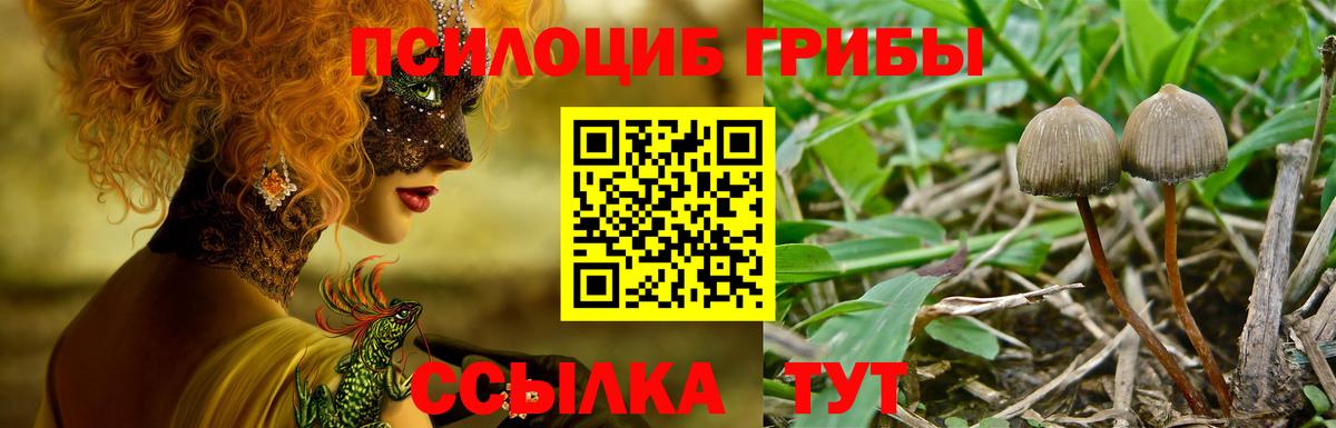Псилоцибиновые грибы Psilocybe Светлоград